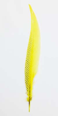 Dyed Silver Pheasant  Tail - YELLOW